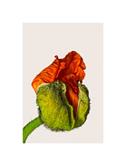 Entfaltung (Asiatischer Mohn)