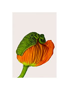 Du (Asiatischer Mohn)