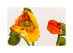 Ann�herung (Asiatischer Mohn)
