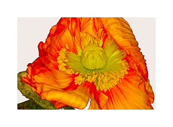 F�lle (Asiatischer Mohn)