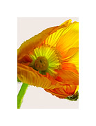 Asiatischer Mohn