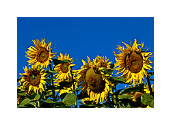 Sonnenblumen