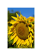 Sonnenblume