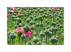 Waldviertler Graumohn