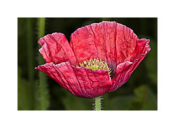 Waldviertler Graumohn