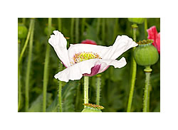 Waldviertler Graumohn