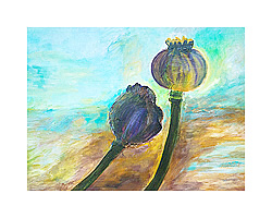 Mohn lila